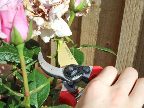 Faithfull Countryman Professional Bypass Secateurs 215mm (8in)
